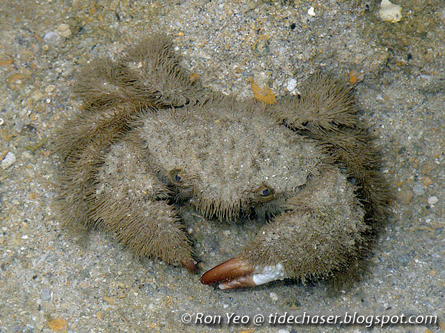 Details about   Hairy crab Actumnus intermedius Taxidermy Oddities Curiosities
