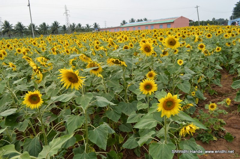 Sunflower Field Between Kadur and Tarikere eNidhi India Travel Blog