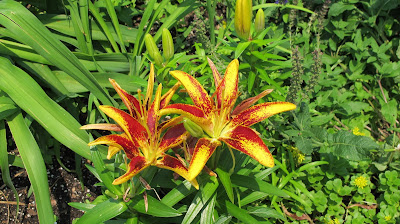 Hybrid Lily