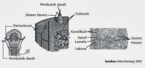 Penjelasan Tentang Jaringan Ikat | Biologi Indonesia