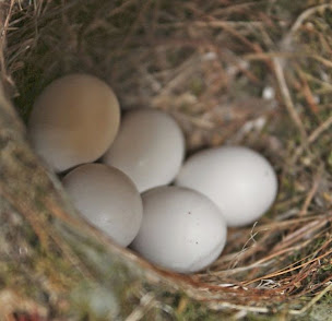 Phoebe laid 5 eggs