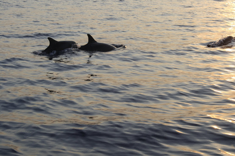 Spotted three dolphins swimming at Lovina sea