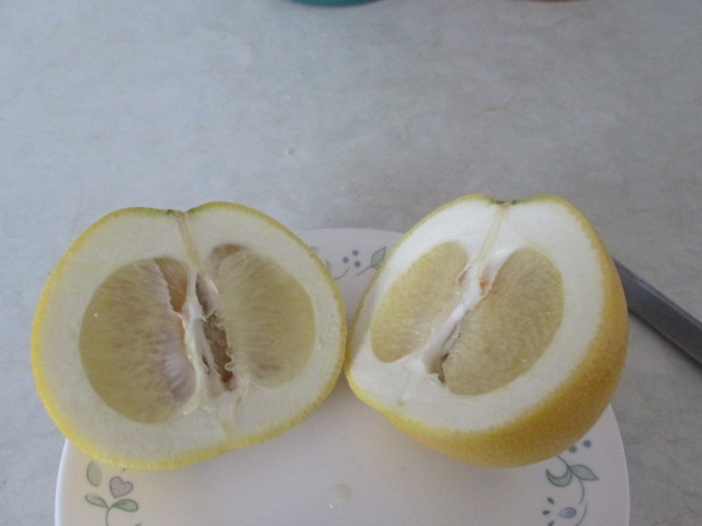 honey pomelo white