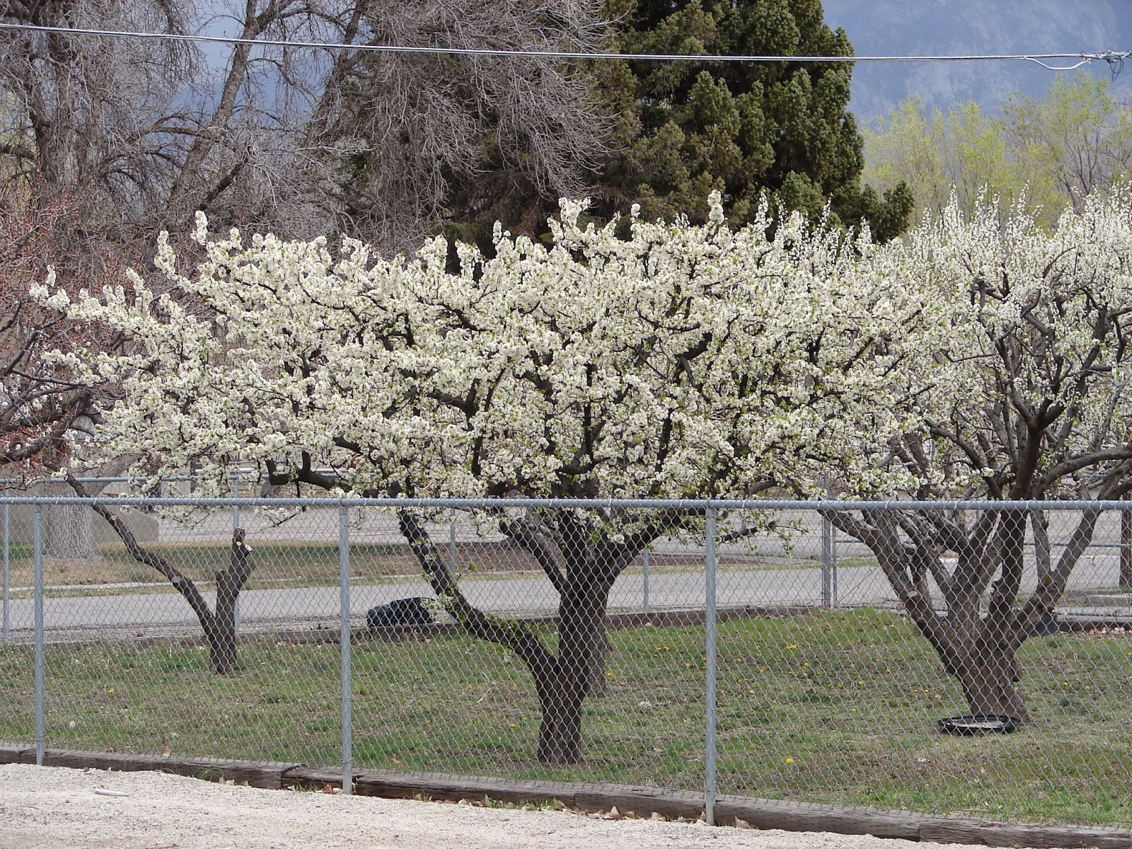 New Utah Gardener When Should I Prune My Fruit Trees In Utah?
