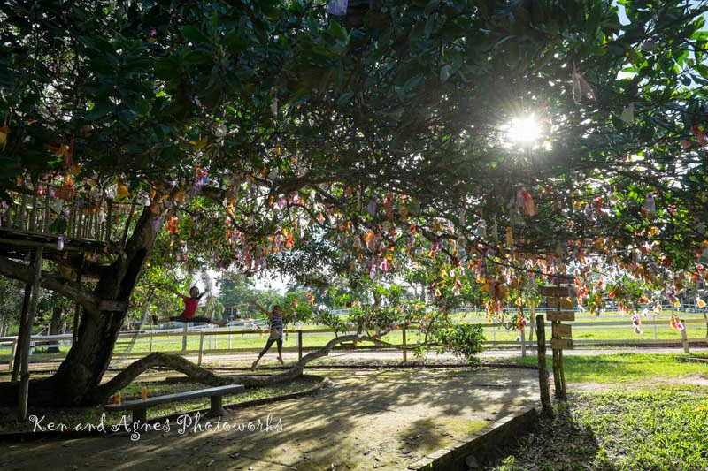 Wishing tree at UK Farm