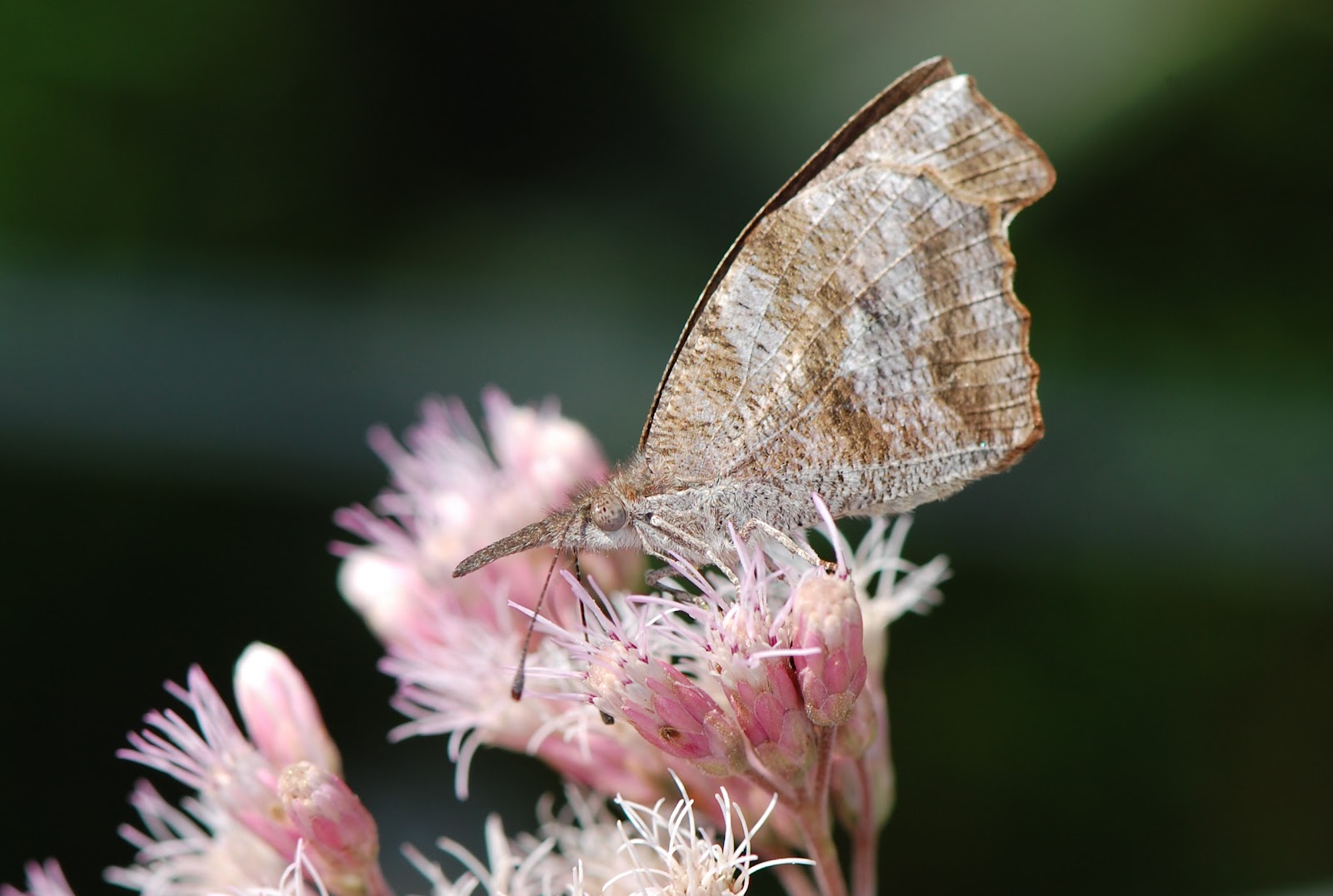 Urban Wildlife Guide The American Snout Butterfly