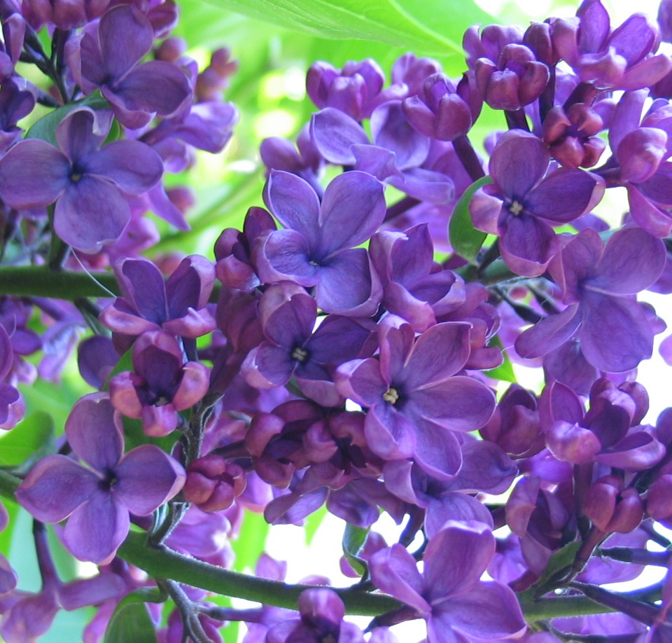 Scrapbook Completed Lilacs in bloom!