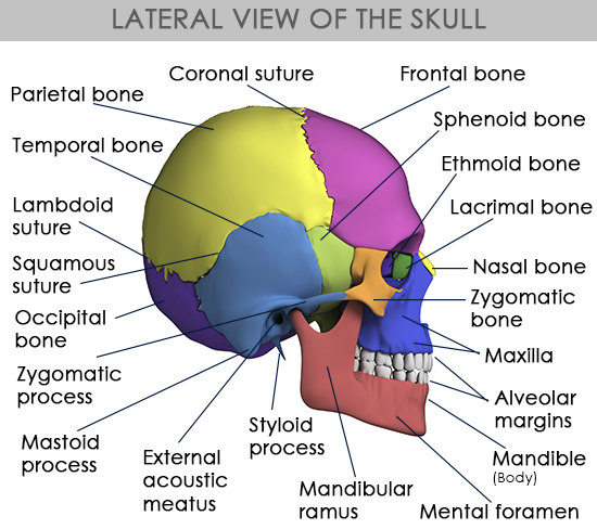 skull bone diagram quot occipital quot vs quot frontal quot jfk assassination debate the skull bone diagram quot occipital quot vs quot frontal quot jfk assassination debate the