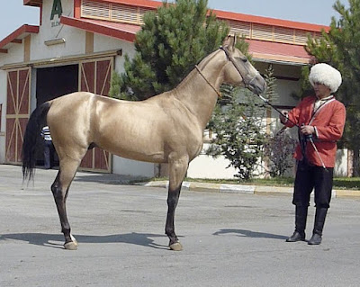 Ini Foto-foto Akhal Teke, Kuda Emas yang Hampir Punah Ini Foto-foto Akhal Teke, Kuda Emas yang Hampir Punah