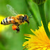 Extraordinary Behaviour of Bees