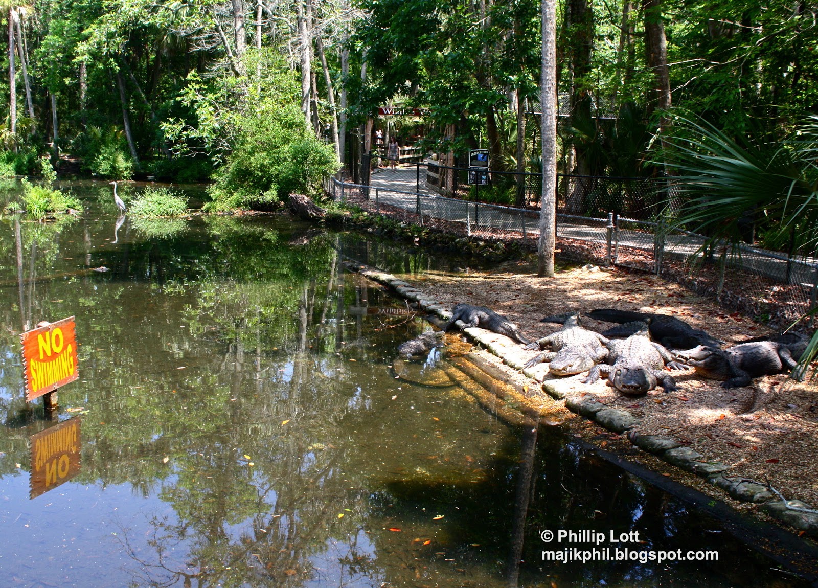 Homosassa Springs Phillip's Natural World