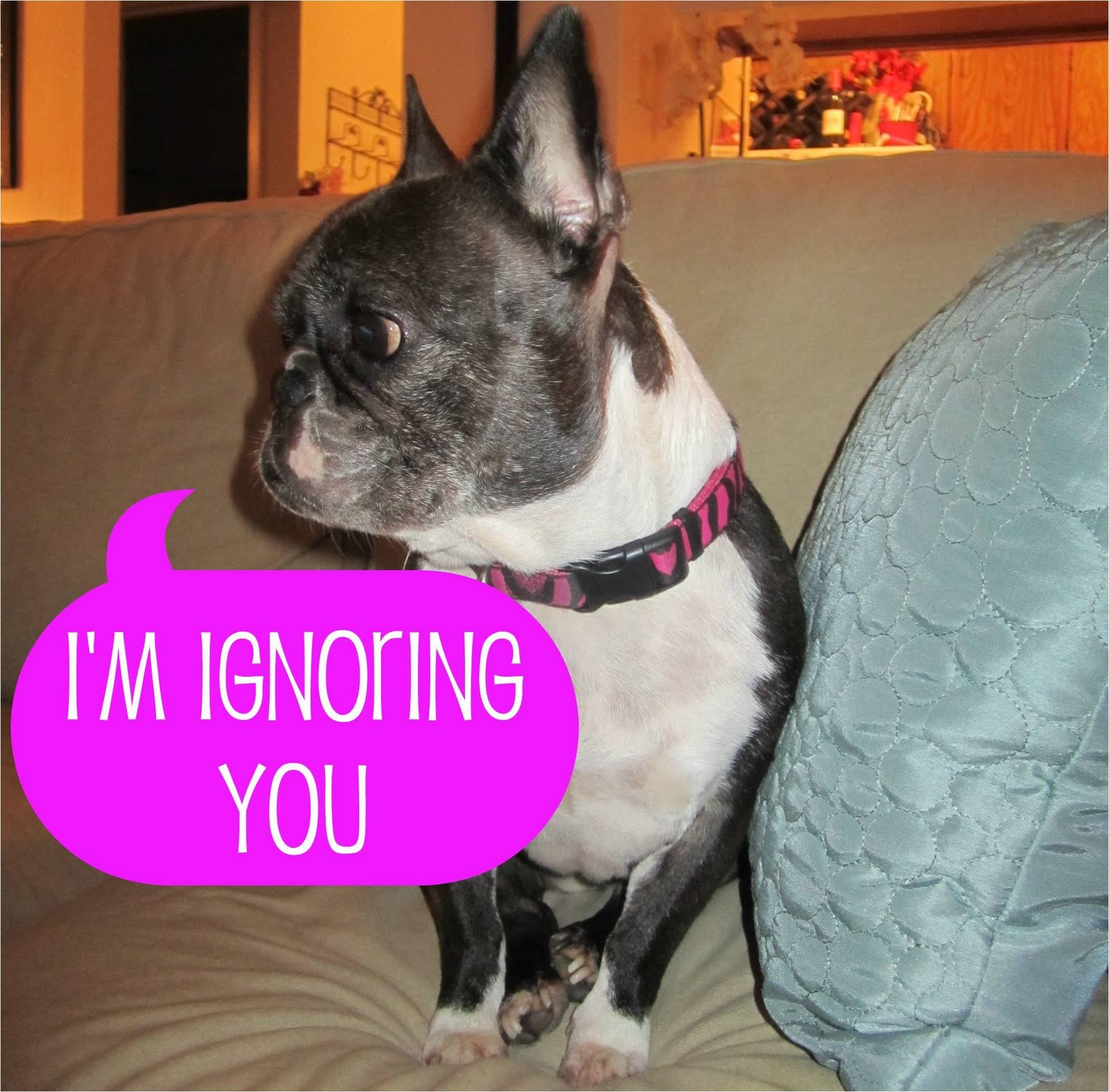 Baby Boston Bulldogs