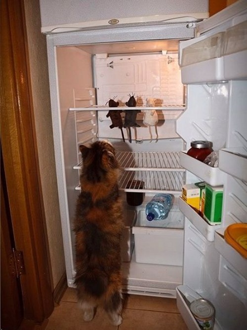 I have Food in the Fridge at Home