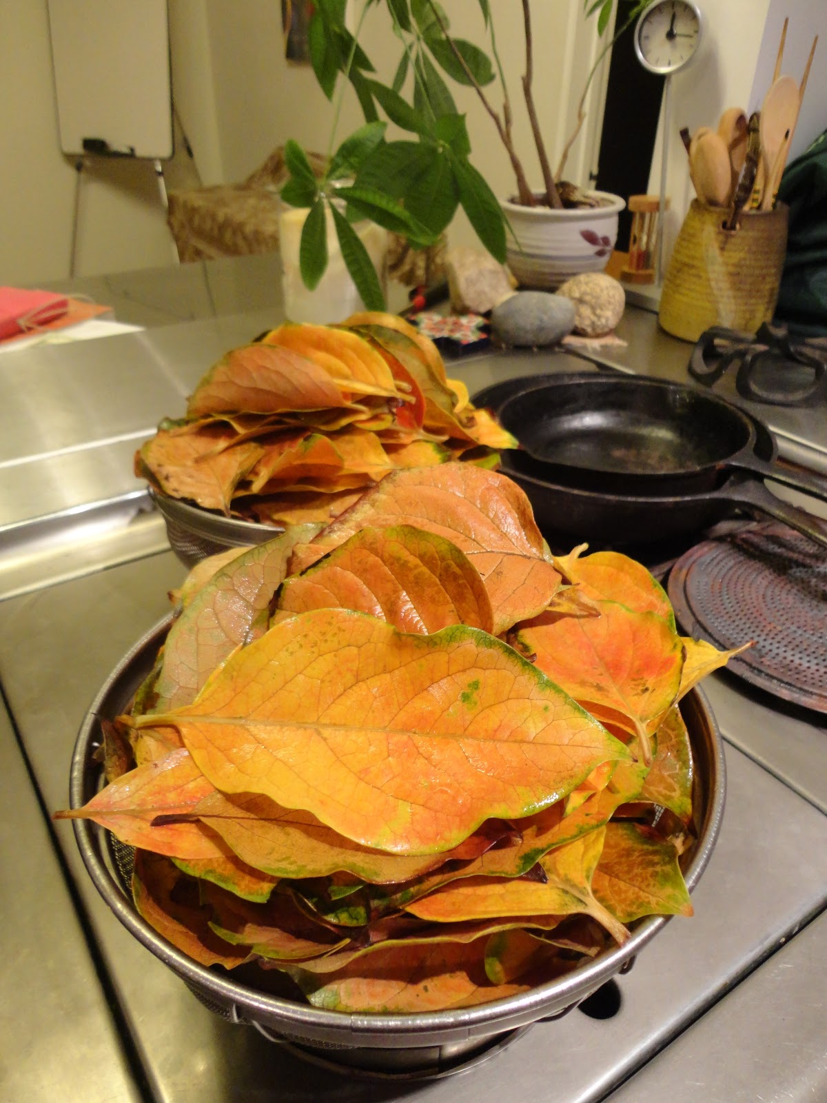 Hello from Studio mugen in California Making the Persimmon Leaf Tea