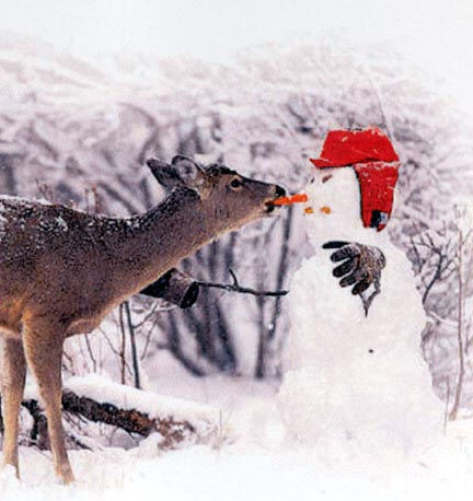 STOCK D'IMAGES Cute,deer,christmas,funny,winter,animal-fc764fba47b799345b72cf6567233ab4_h
