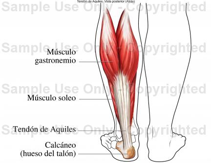 MUSCULOS GEMELOS musculos gemelos: