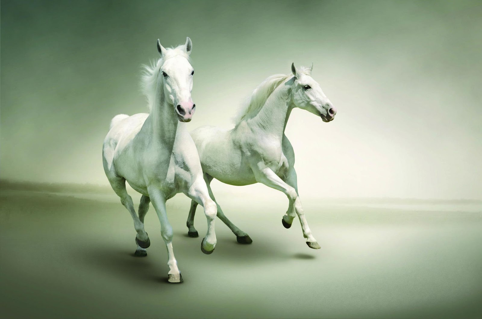 Dos caballos blancos - Fondos de Pantalla HD - Wallpapers HD