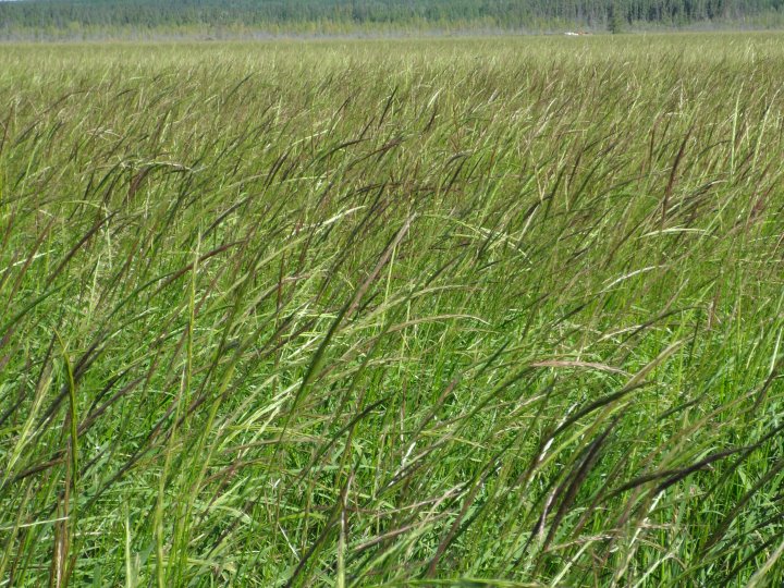 Recipe Fude Style Manitoba Maple Wild Rice Pudding with Noasap