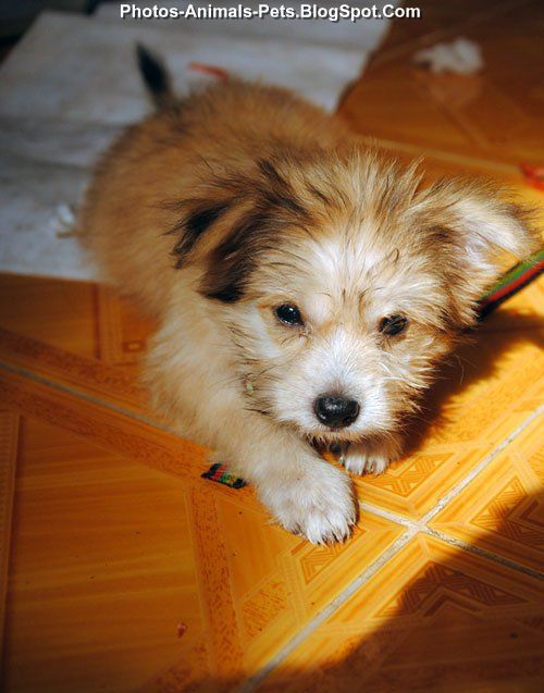 http://4.bp.blogspot.com/-vpIvzF64GT8/Tc68raKSplI/AAAAAAAABEE/NsVQLR1PXBE/s1600/Puppy%2Bcute%2Bruffled%2Bfeathers_0002.jpg