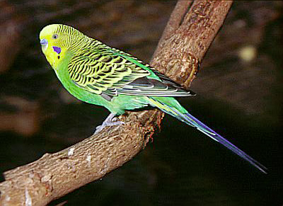 Breed Different Colors In Budgies Love Birds Care