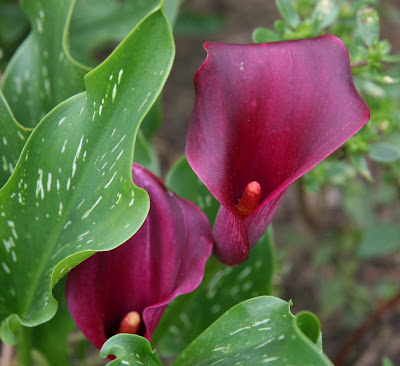 Calla Captain Reno