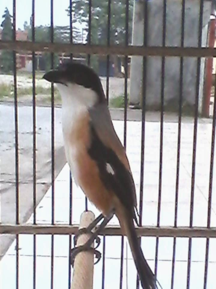 Solusi Atau Cara Mengatasi Cendet Salto Burung Muda Beng