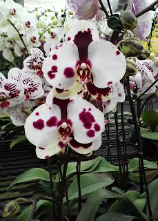 Orchid Plant - Phalaenopsis Yu Pin Pearl