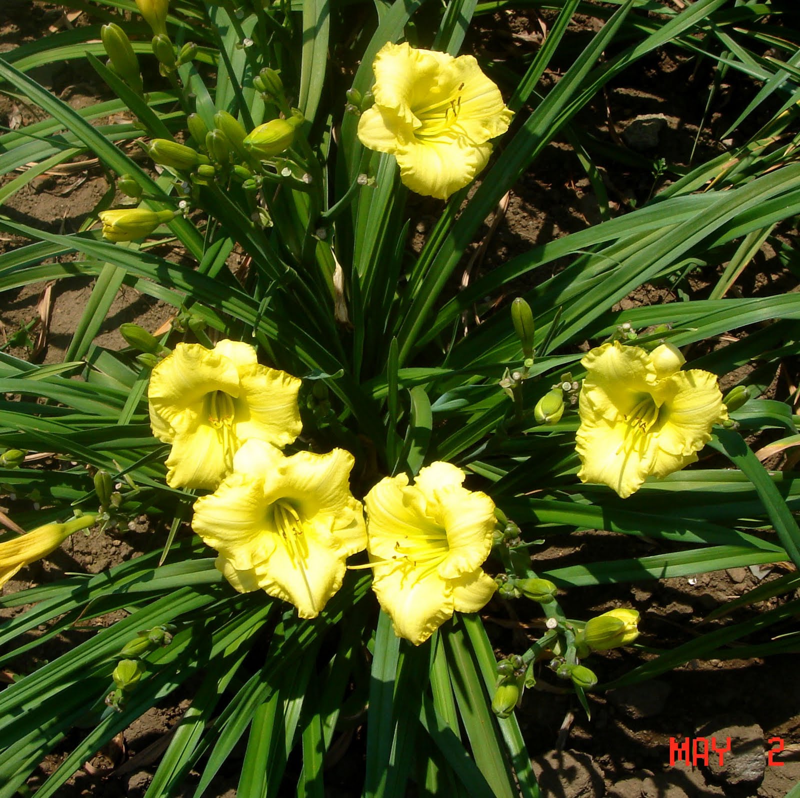 Plant Preview Marvelous Montego Melon™ Daylily Never Stops Blooming