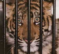 Tiger Cage (2012)