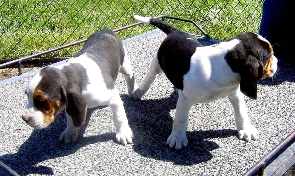 treeing walker coonhound puppies usa puppy pictures treeing walker coonhound puppies usa puppy pictures