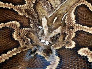Boa Constrictor at the Henry Vilas Zoo in Madison, Wisconsin