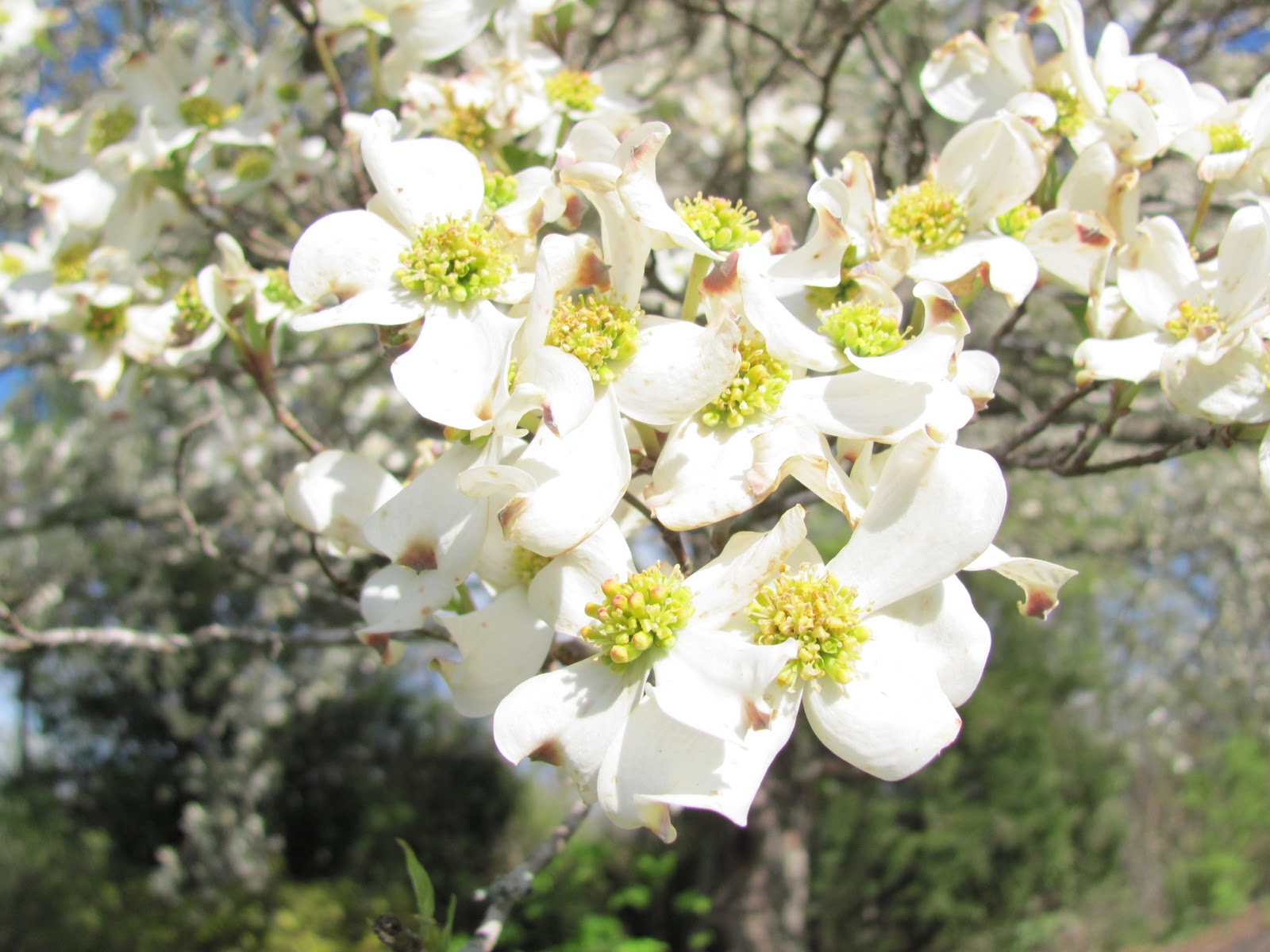 Dogwood+tree+facts+jesus