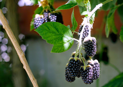blackberries growing vine blackberry mind keep few things when