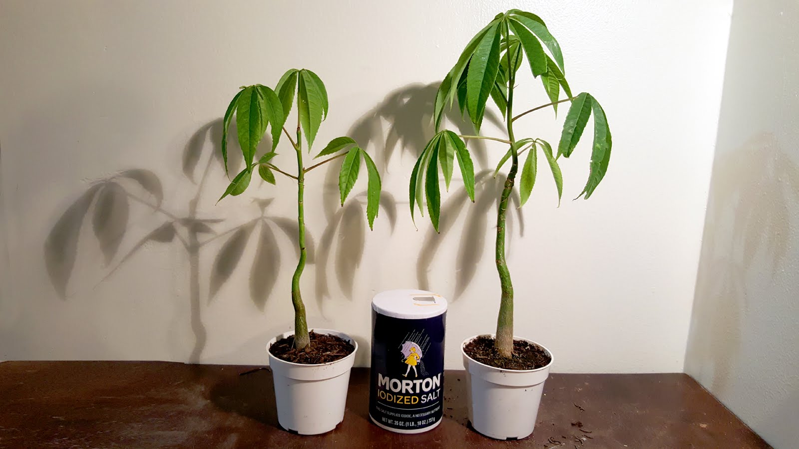 Kapok Tree Plant Care: Water, Light, Nutrients