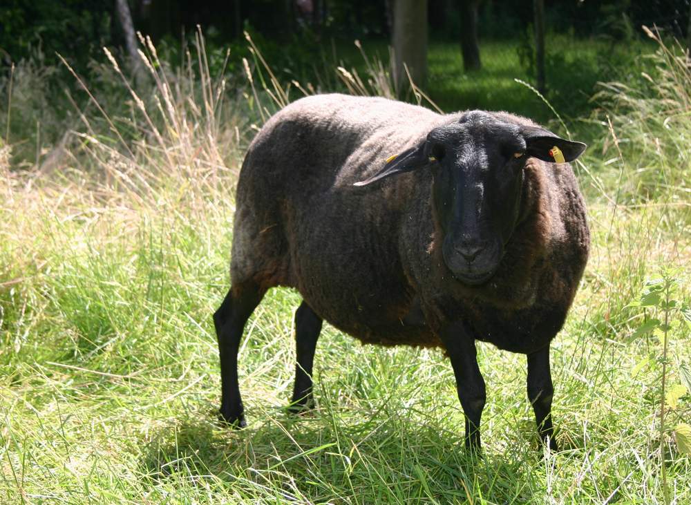Schwarze Schafe (2006)
