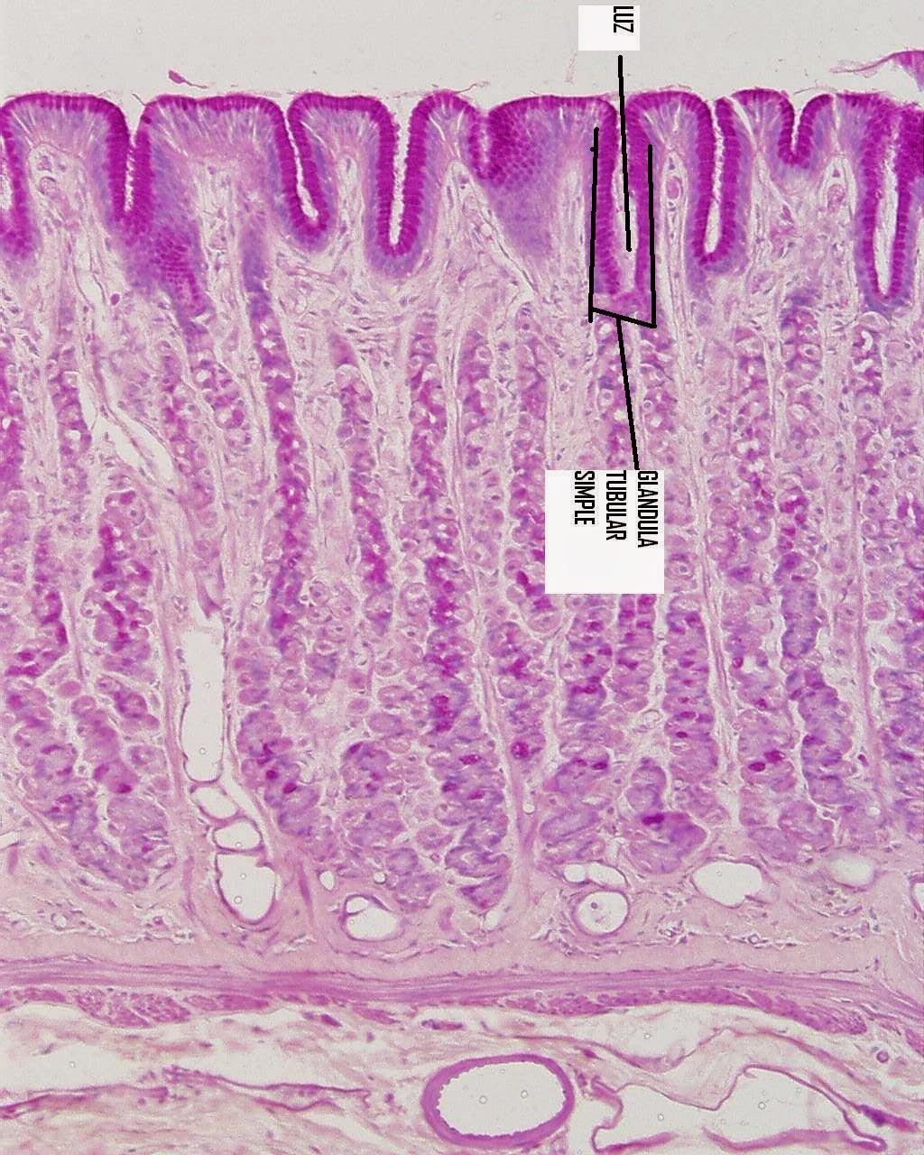 Ciencias de Joseleg El epitelio como tejido secretor