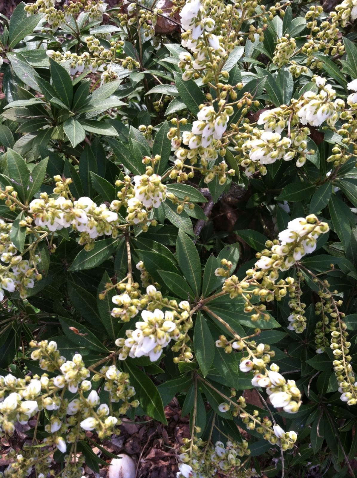 Gardentropics Today S Flowers Mussaenda
