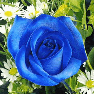 Hình động đẹp - Hoa hồng xanh 1