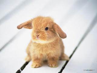 cute baby, Rabbits , bunny, image, hd wallpapers