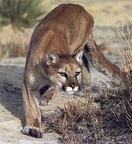 adult cougar