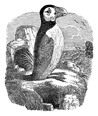 Vintage   Puffin