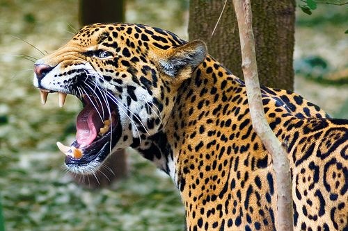 Jaguar Fighting