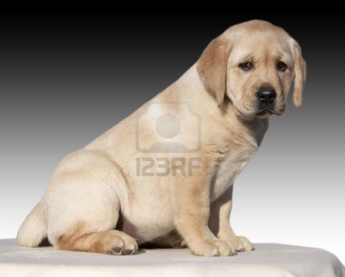 yellow labrador retriever puppies miniature pinscher labrador retriever mix breeds picture yellow labrador retriever puppies miniature pinscher labrador retriever mix breeds picture