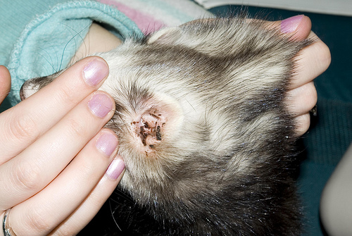 Does Tea Tree Oil Kill Ear Mites In Cats Does Tea Tree Oil Kill Ear Mites In Cats