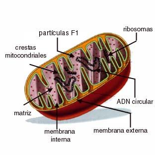 ESTUDIO ADN MITOCONDRIAL estudio adn mitocondrial: