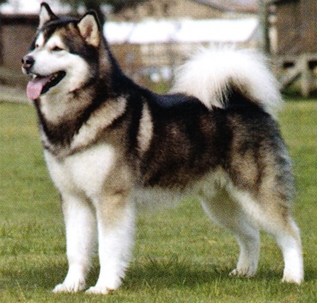 Alaskan Malamute alaskan malamute