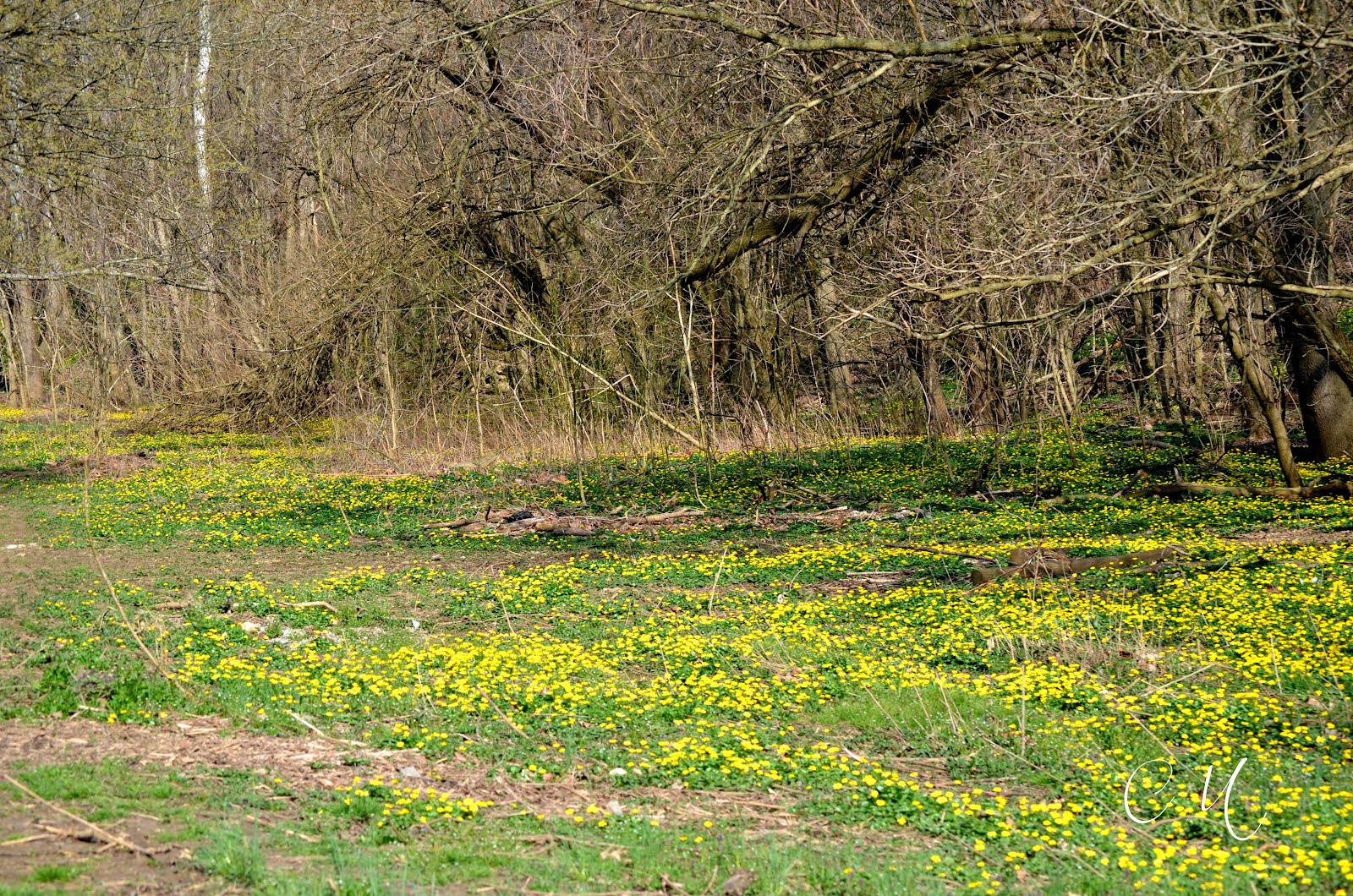 Carol Mattingly Photography Spring Wildflowers, Cherokee Park