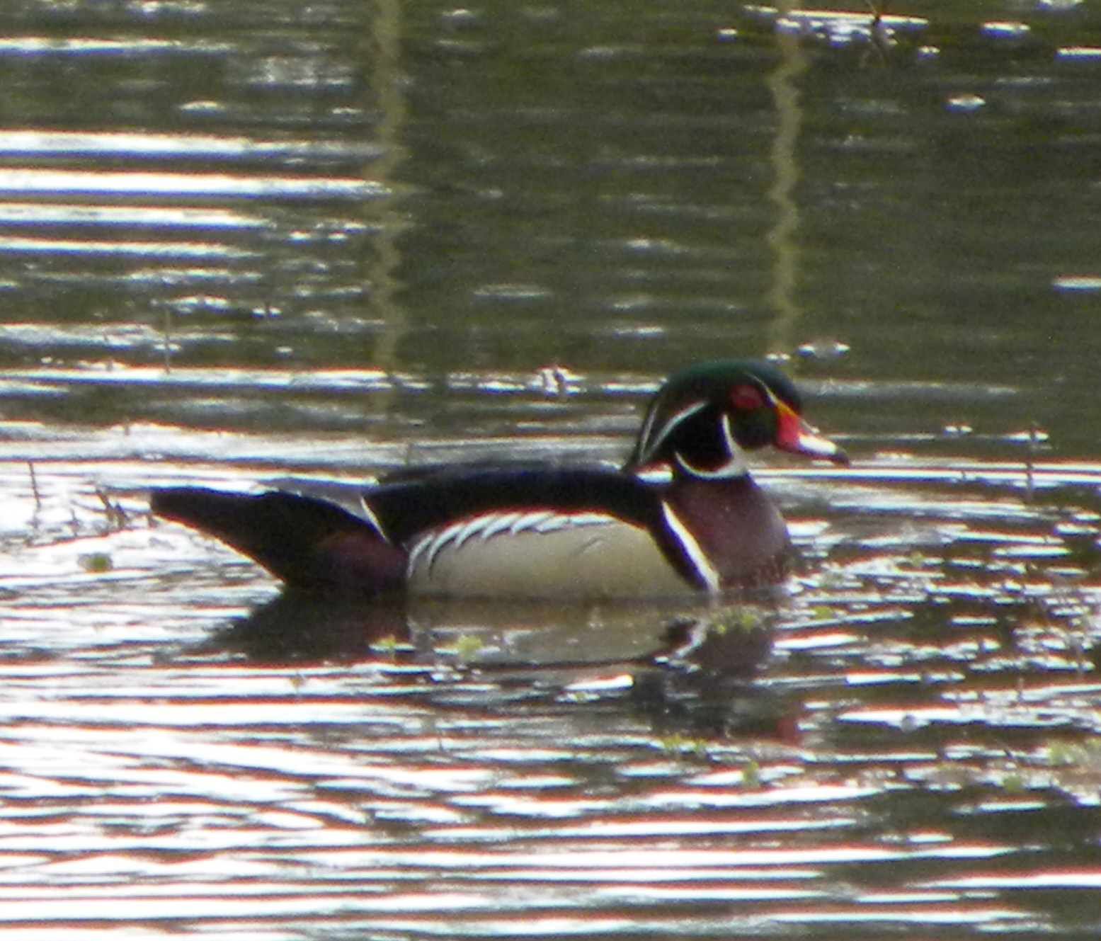 Ramblings from Fink Family Farm Good Weather for Ducks