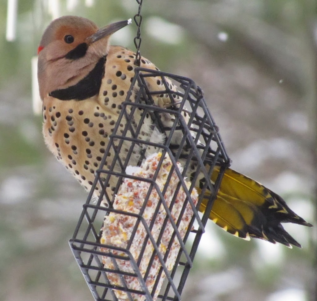 Pinehaven - Farmersville, Ohio: The Day of the Woodpeckers