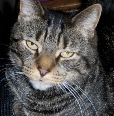 Scented Litter Bad For Cats Scented Litter Bad For Cats